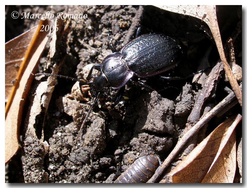 Carabus famini, prezioso endemismo siciliano